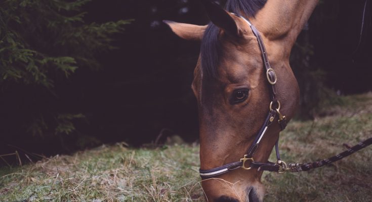 hoerstroelse til heste